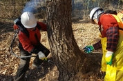 산림청 소나무재선충병 항공방제 중지 예정, 환경적 우려 반영